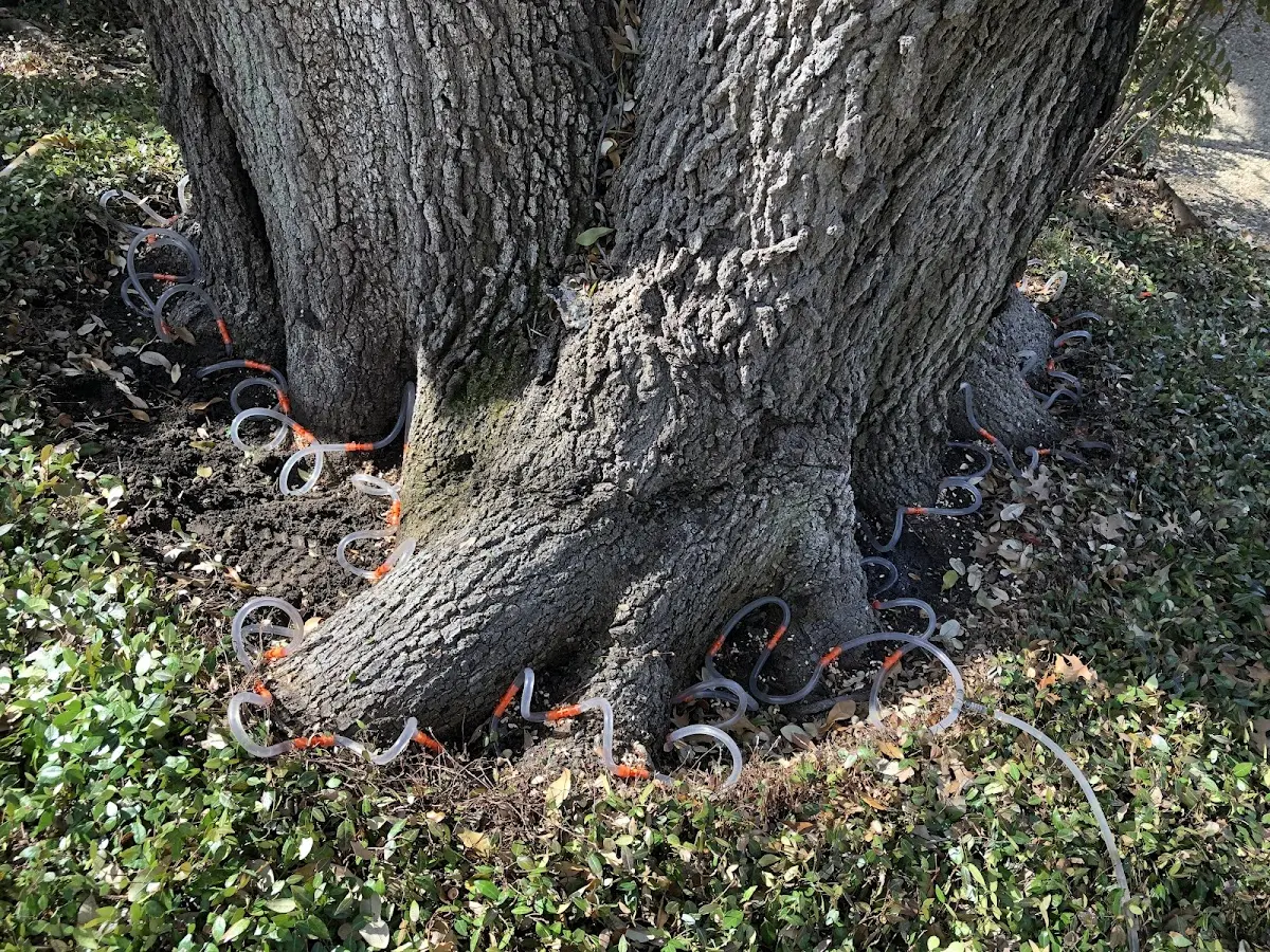 Detailed Tree Cabling and Bracing job site in Loraine
